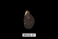 藏品(紫孔雀殼菜蛤)的圖片